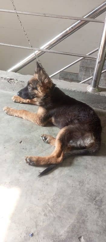 German Shepherd female puppy for sale 2