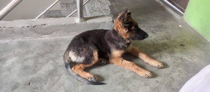 German Shepherd female puppy for sale 3