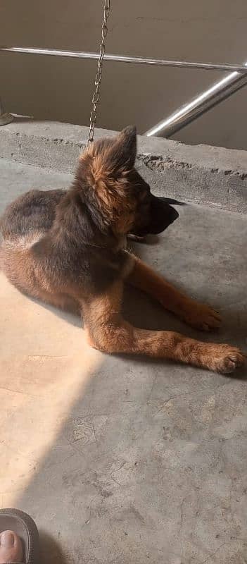 German Shepherd female puppy for sale 4