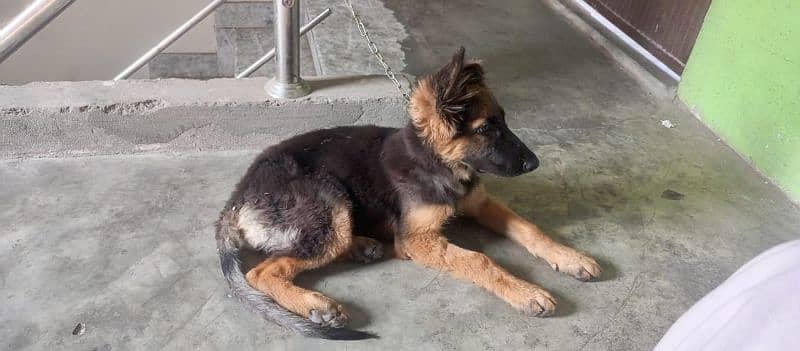 German Shepherd female puppy for sale 5