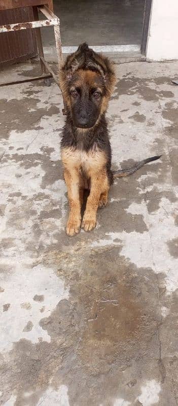 German Shepherd female puppy for sale 6