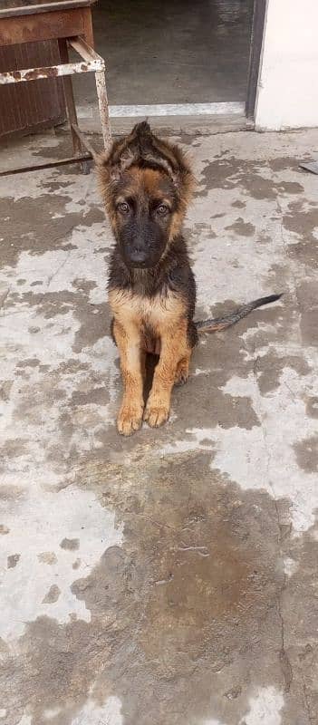 German Shepherd female puppy for sale 7