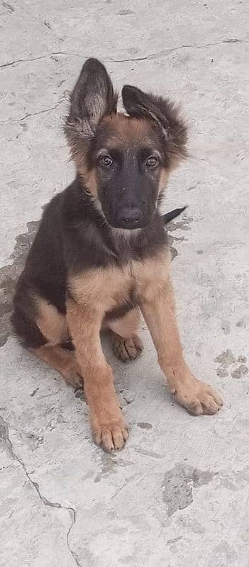 German Shepherd female puppy for sale 8