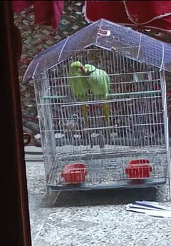 ringnack Parrot