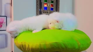 Persian kitten 0-3--0-0-7-2-6-1-0-0-0