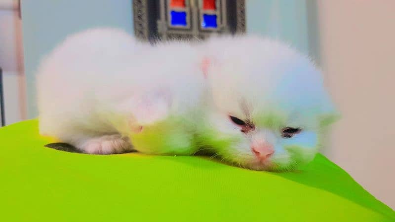 Persian kitten 0-3--0-0-7-2-6-1-0-0-0 1