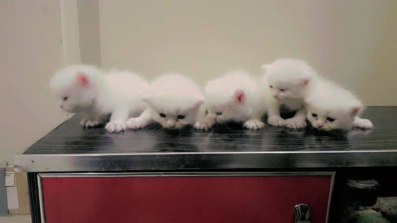 Persian kitten 0-3--0-0-7-2-6-1-0-0-0 2