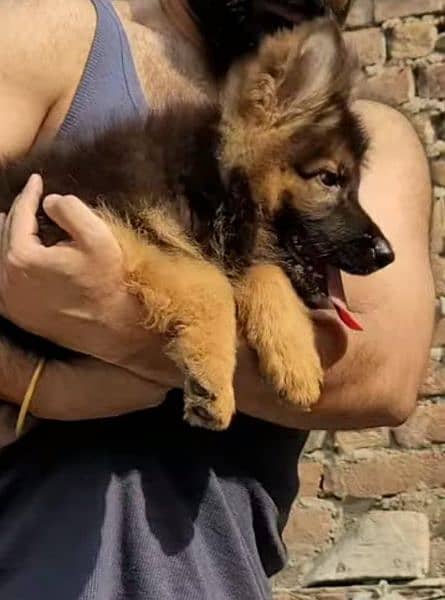 German Shepherd puppies  03258925354 1