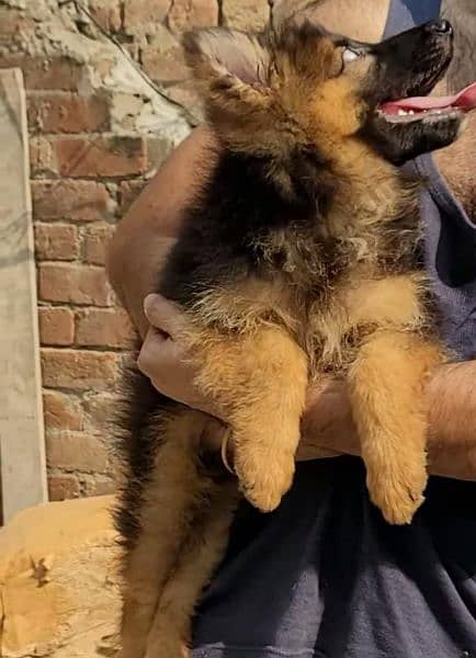 German Shepherd puppies  03258925354 2