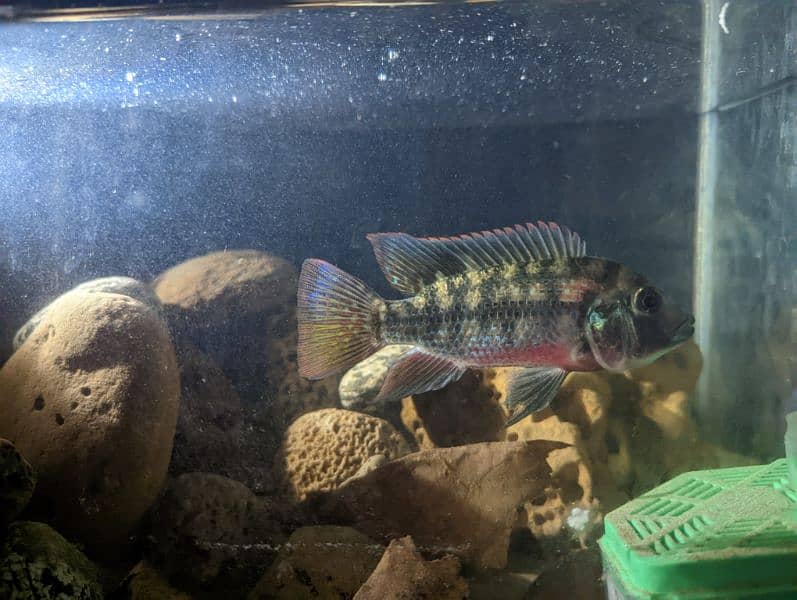 Geophagus 1 peace 0