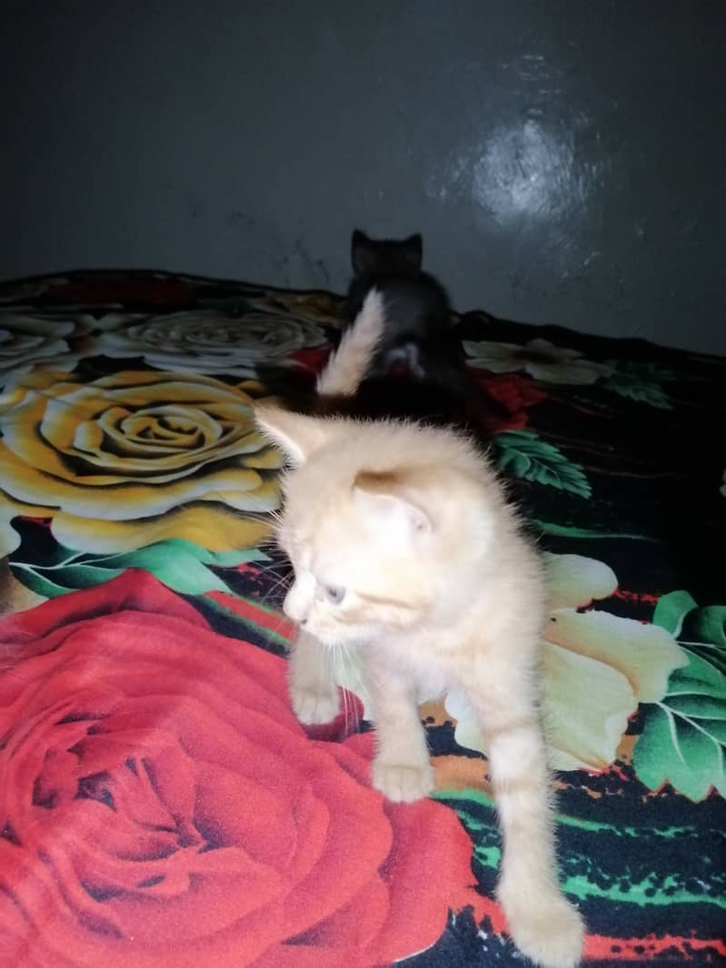 Persian cross kittens pair 3