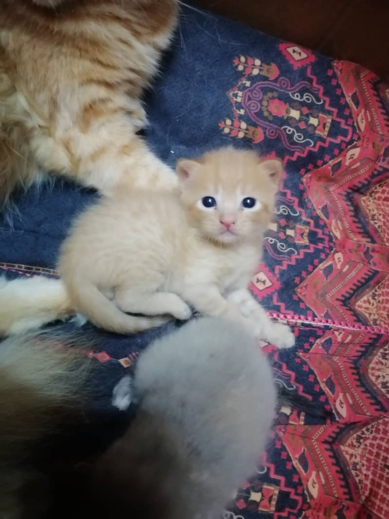 Persian cross kittens pair 4