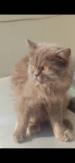 persian grey cat/ tamed /friendly cat