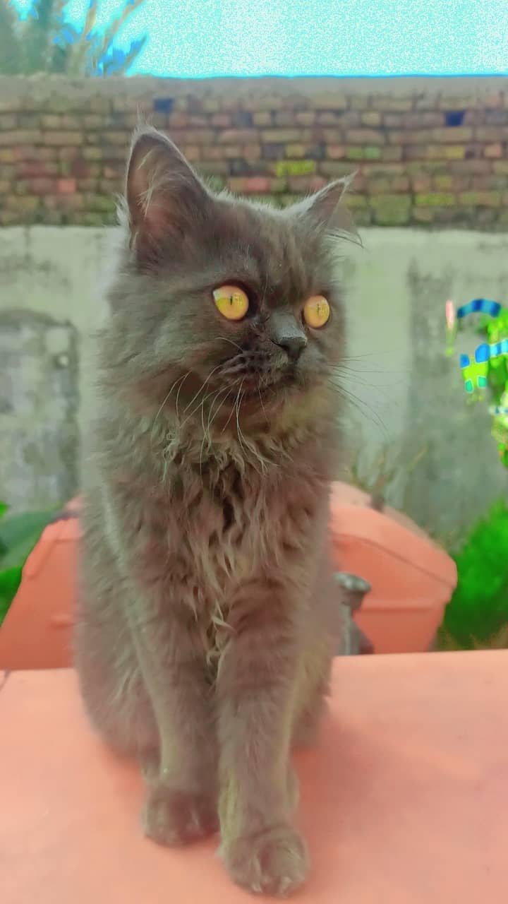 persian grey cat/ tamed /friendly cat 1