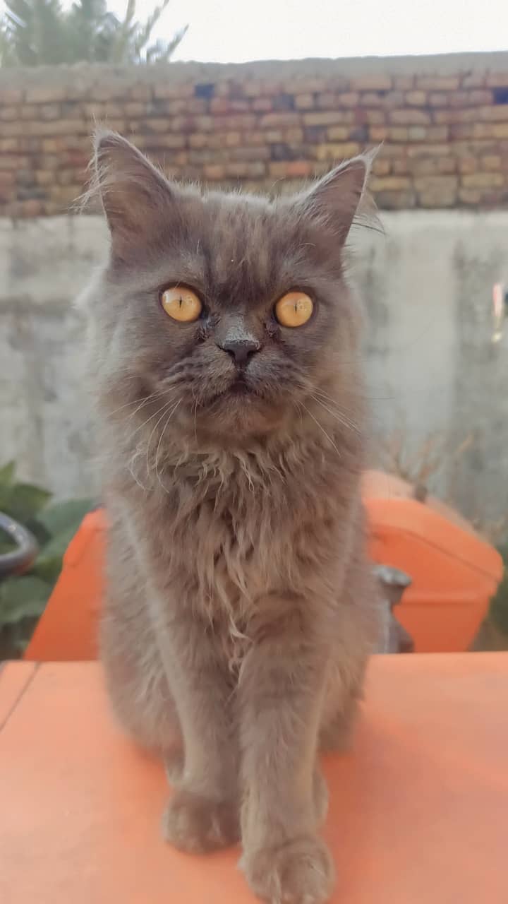 persian grey cat/ tamed /friendly cat 3