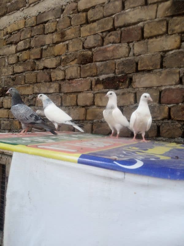 Highflyer baby pigeons forsale 0