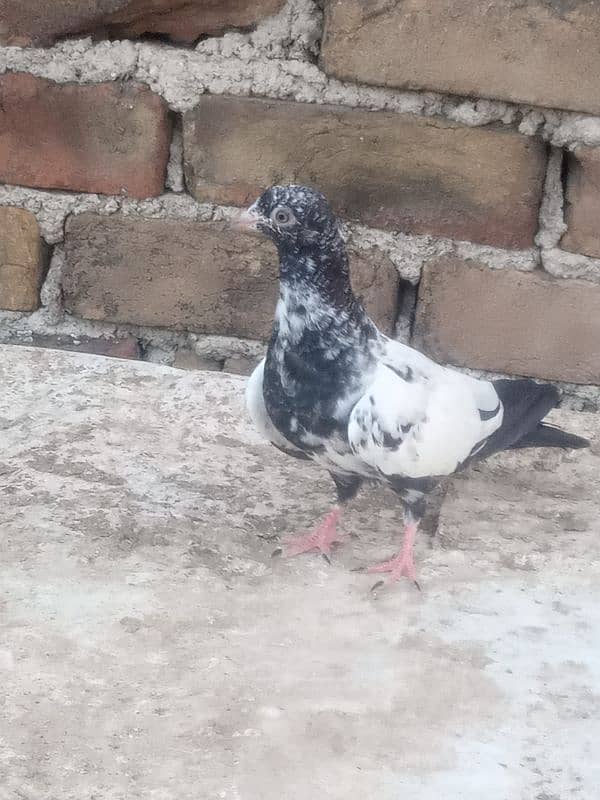 Highflyer baby pigeons forsale 1