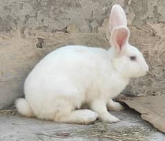 New Zealand White Rabbit Male