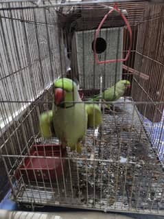 Rose neck and green parrot