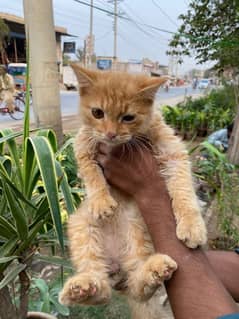 Beautifull Persian Male Cat Double coded