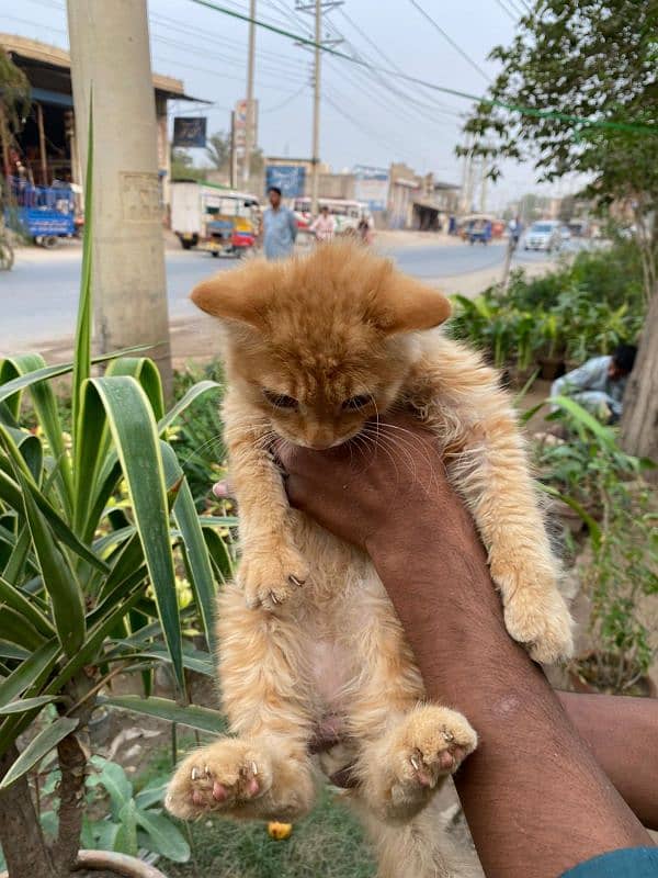 Beautifull Persian Male Cat Double coded 1