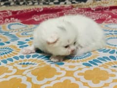 Persian kitten