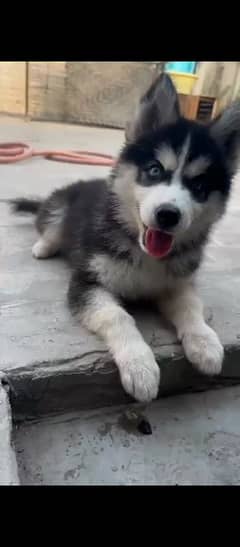 Siberian husky female