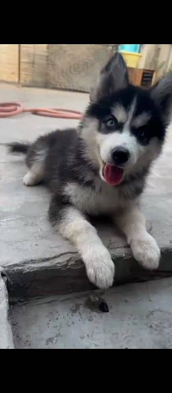 Siberian husky female 0