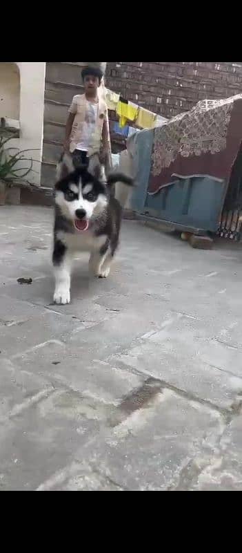 Siberian husky female 1