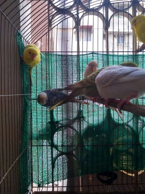 Bajri And German Fellow Red Eyes Chicks Available 0