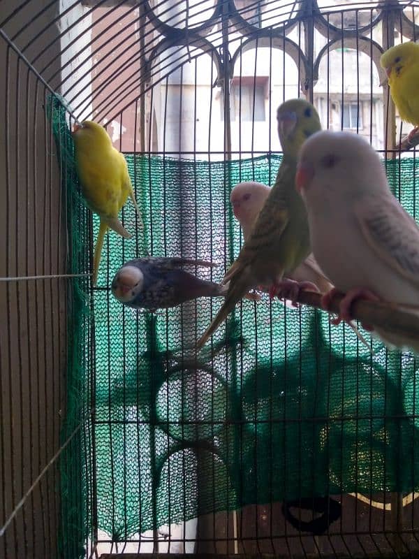 Bajri And German Fellow Red Eyes Chicks Available 2