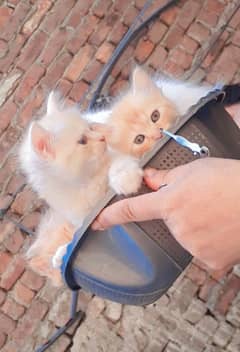 Persian kittens Triple Cort cats 35 Days Age