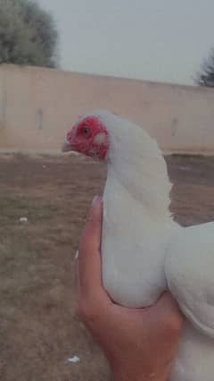 Pure paper white hen