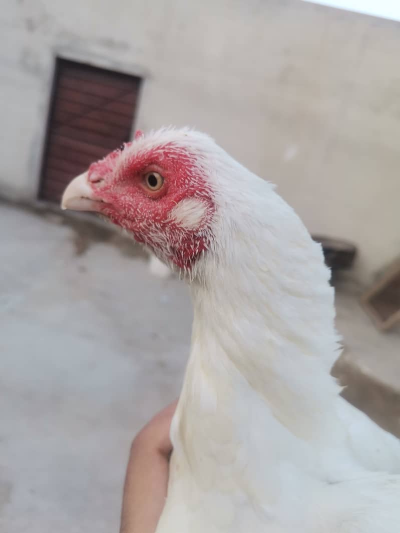 Pure paper white hen 2