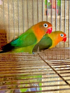 lovebird