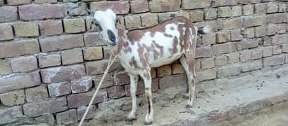 chini tedi goat