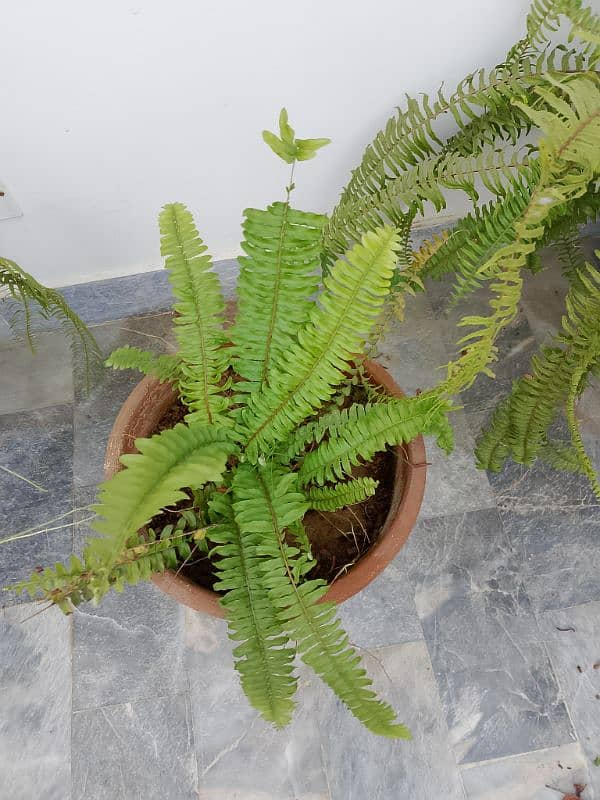 ferns. 1