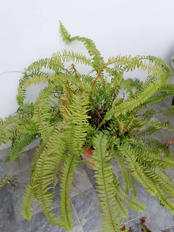 ferns. 2