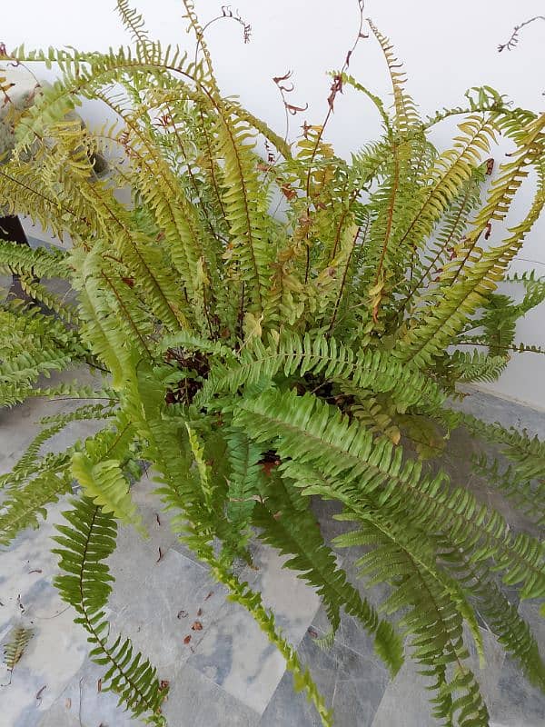 ferns. 3