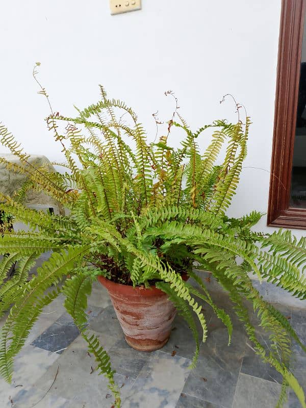 ferns. 4