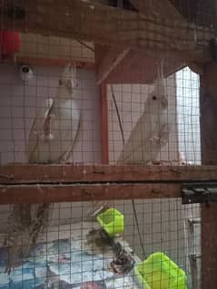 Eno Cockatiel Male And V pied female