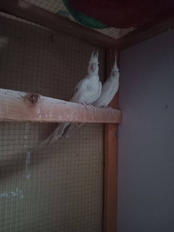 Eno Cockatiel Male And V pied female 1