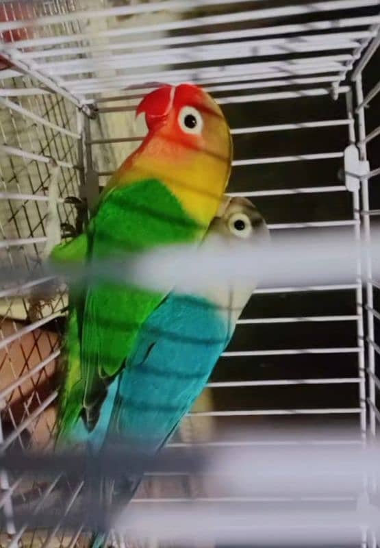 love birds barder pair 4