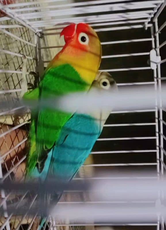 love birds barder pair 8