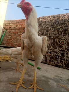 King Size oh White Shamo 1st breed RingBird