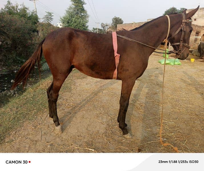 Horse for sale 1