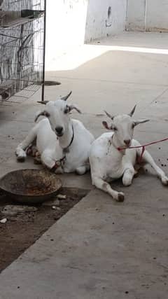 2 tapra bakri for sale