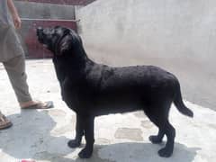 6month age female British Labrador