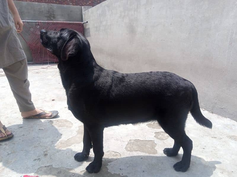 6month age female British Labrador 0