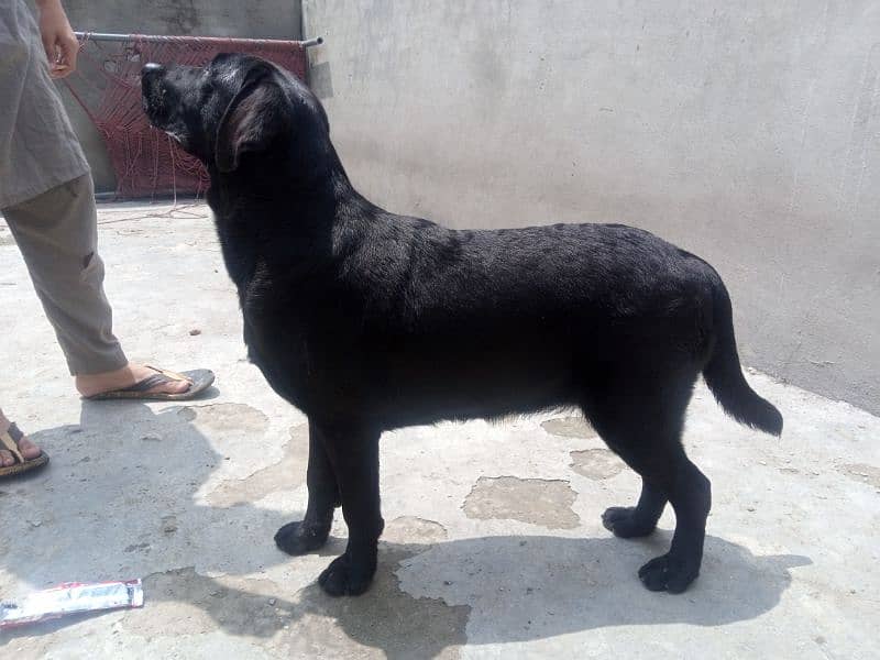 6month age female British Labrador 1